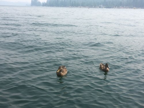 ducks